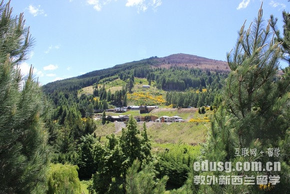 新西蘭理工學院it課程