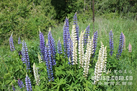 去新西蘭留學需要條件