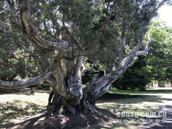 去澳洲留學費用排名