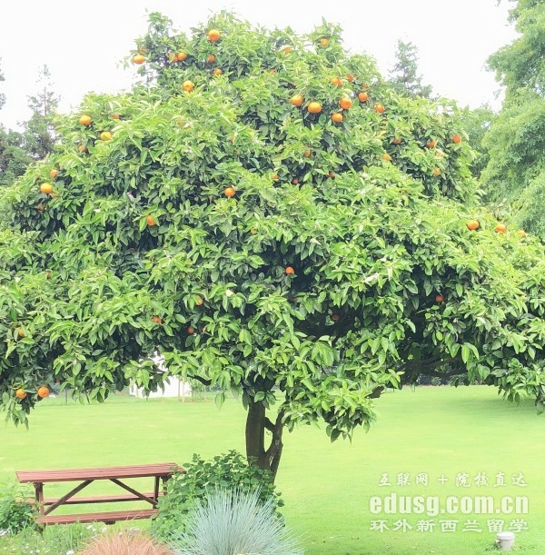 新西蘭奧克蘭大學預科留學條件