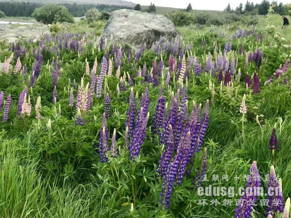 奧塔哥大學醫學專業本科留學