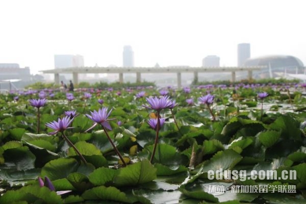 新加坡留學讀完研究生需要幾年